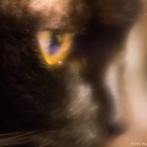 Meet your Posher, Bobbi